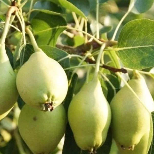 akca armut fidani