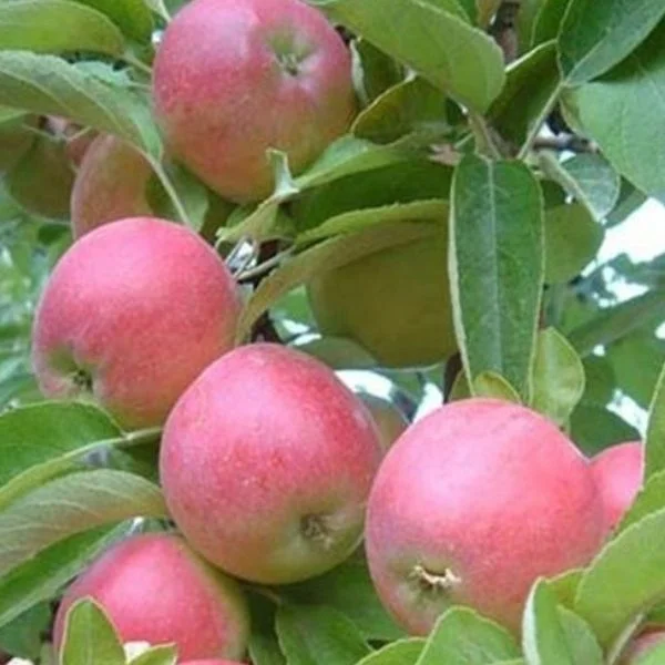 amasya elma fidani