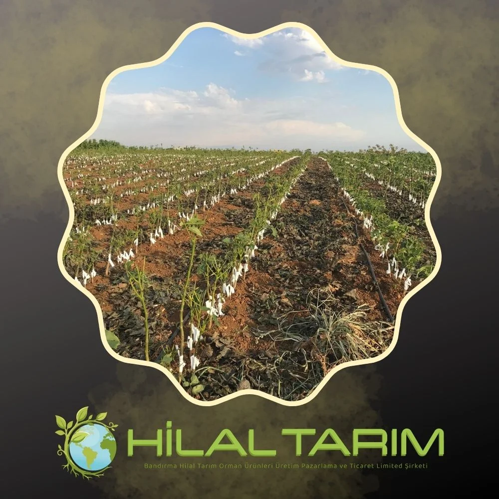 Toptan Fidan Siparişleriniz İçin Bizi Arayın