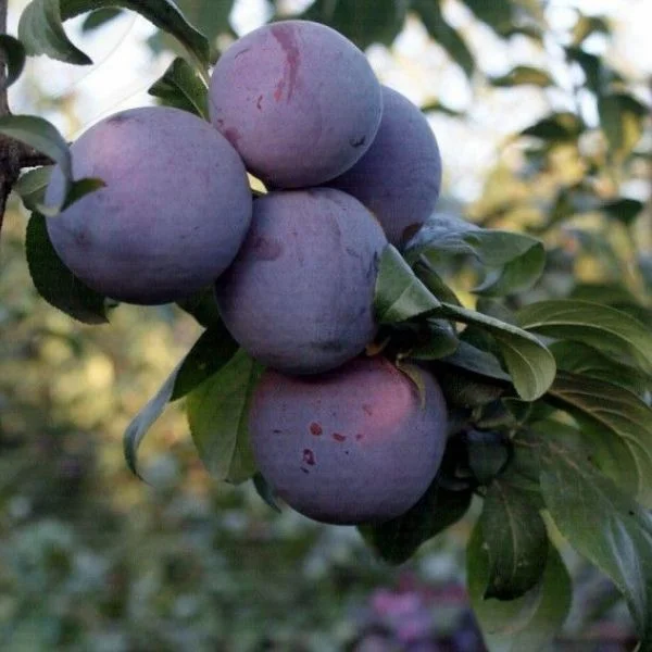 Angeleno Erik Fidanı