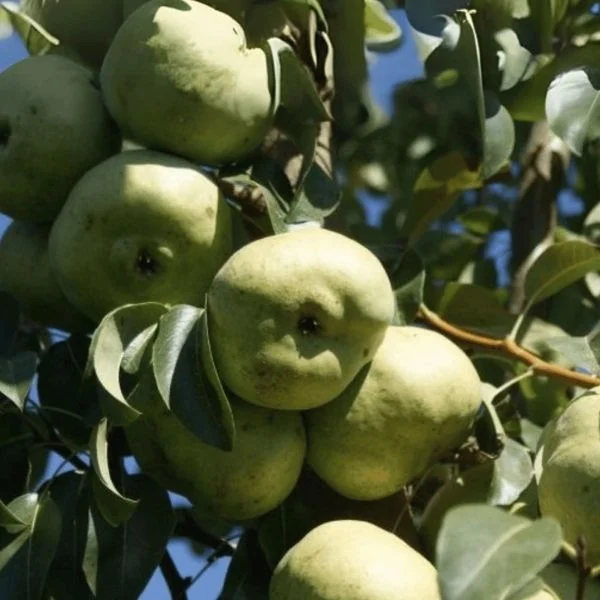 Ankara Armut Fidanı