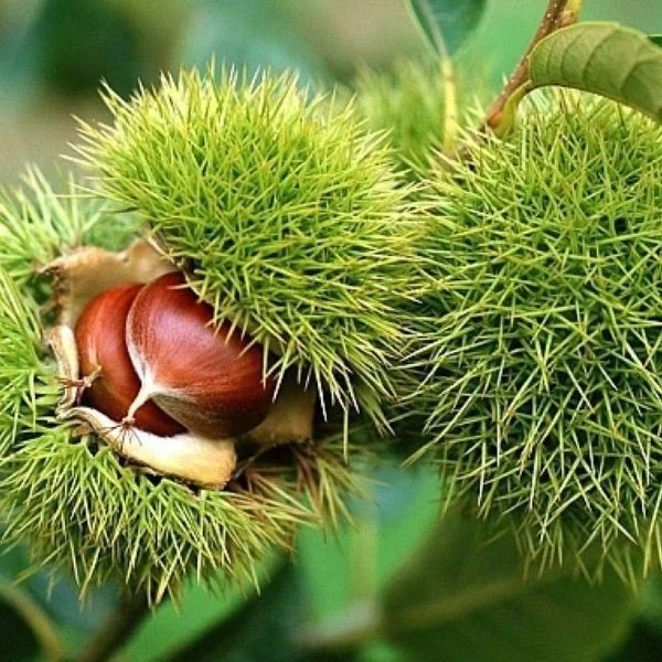 Aydın Kestanesi Fidanı