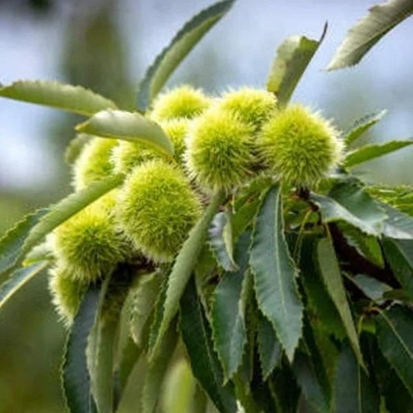 Bouche de Bétizac Kestane Fidanı