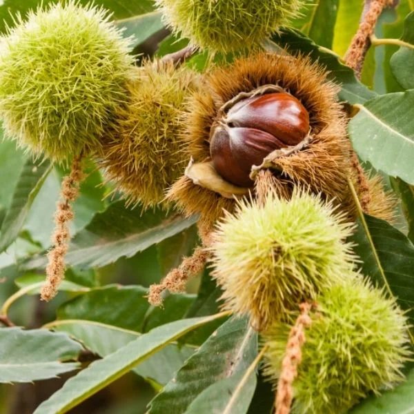 Bursa Kestanesi Fidanı
