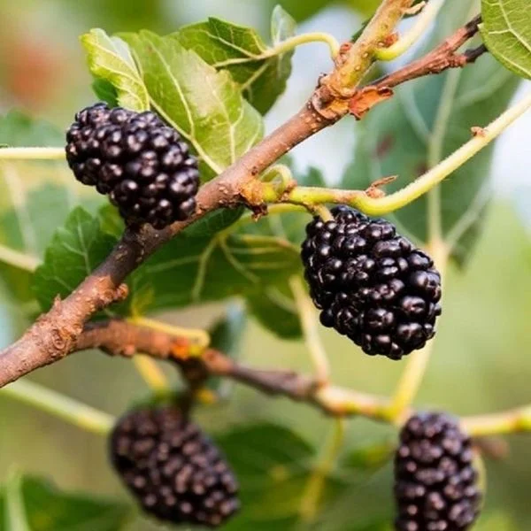 Bursa Siyahı Dut Fidanı