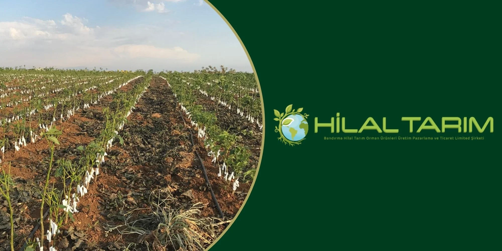 <dil_tr>ceviz fidani satisi blog (4)</dil_tr><dil_en>ceviz fidani satisi blog (4)</dil_en>