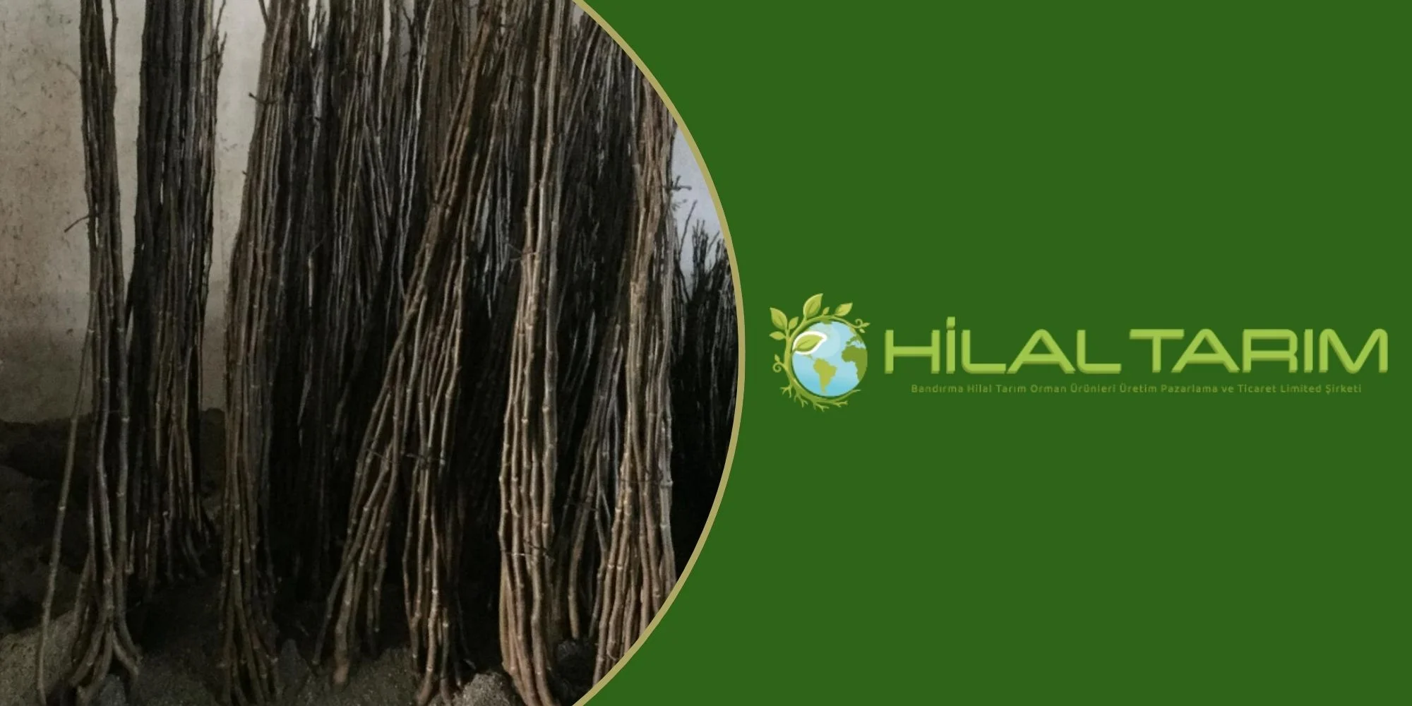 <dil_tr>ceviz fidani satisi blog (6)</dil_tr><dil_en>ceviz fidani satisi blog (6)</dil_en>