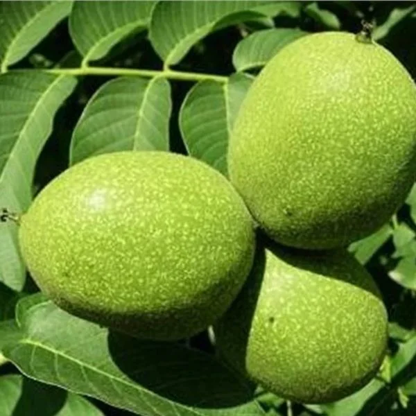 Chandler Ceviz Fidanı 