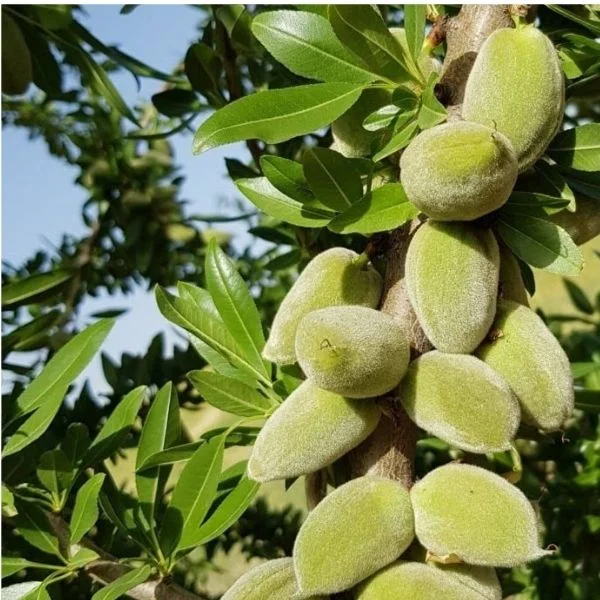 datca badem fidani