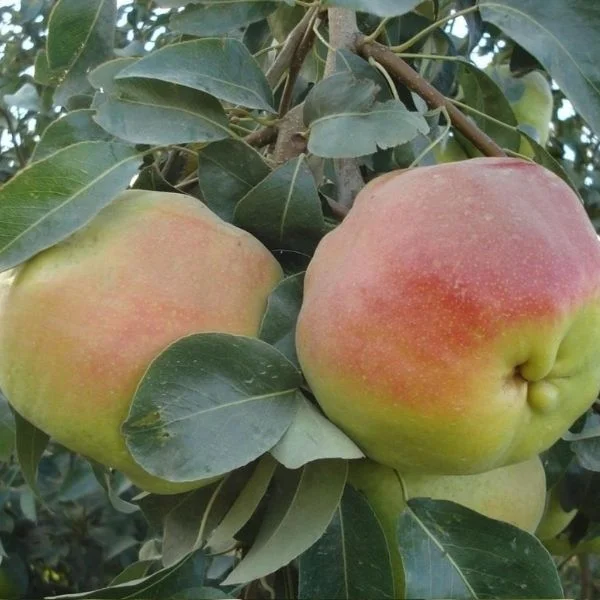 Deveci Armut Fidanı