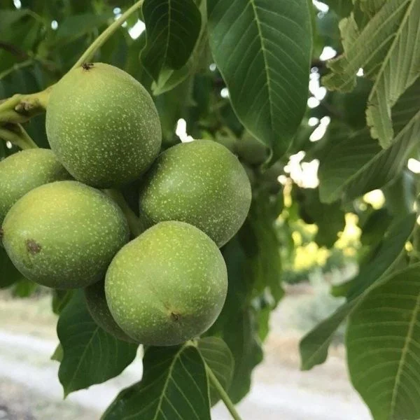 Fernor Ceviz Fidanı