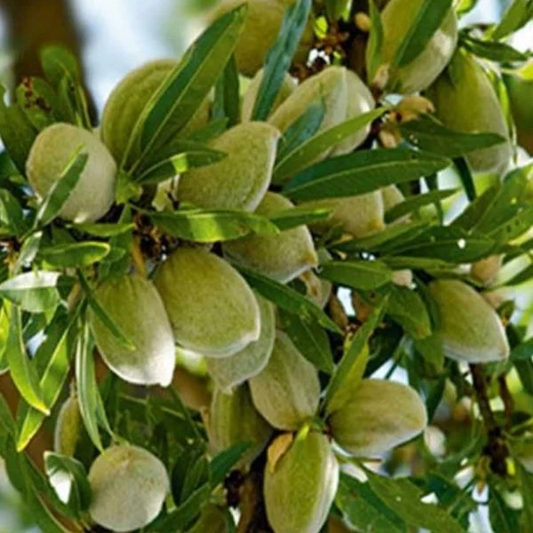 Ferraduel Badem Fidanı