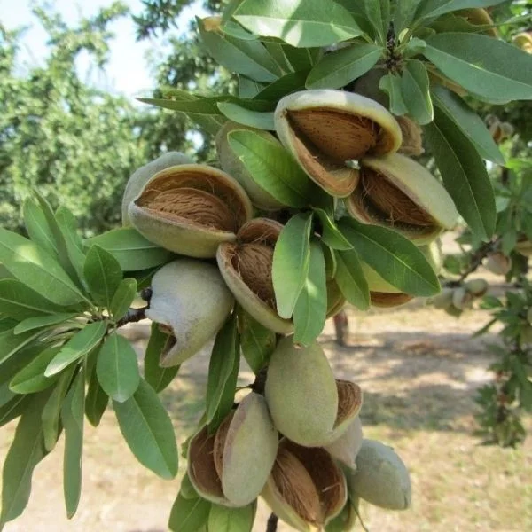 Ferragnes Badem Fidanı