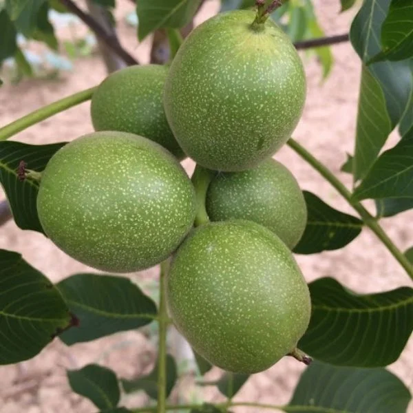 Franquette Ceviz Fidanı