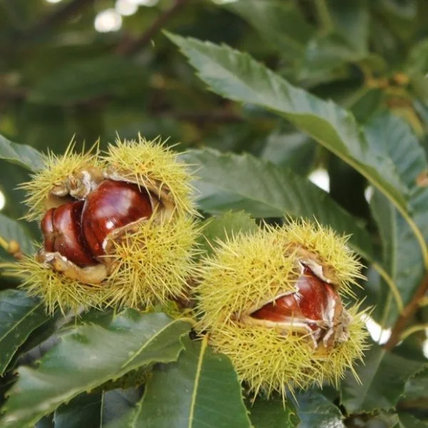 Hacıömer Kestane Fidanı