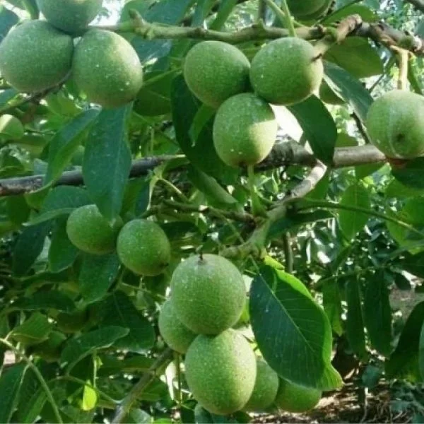 Howard Ceviz Fidanı