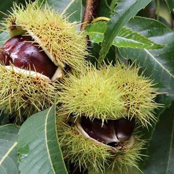 Karamehmet Kestane Fidanı