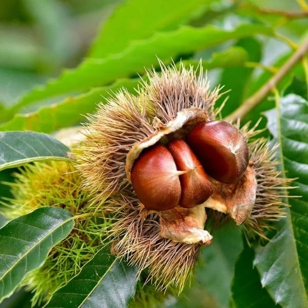 Kızılkestane Fidanı