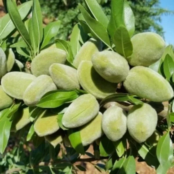 Lauranne Badem Fidanı