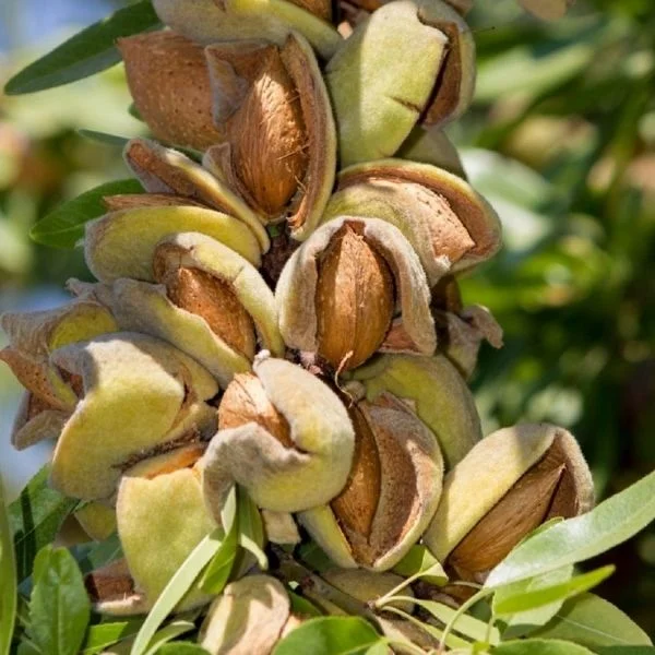 Nonpareil Badem Fidanı