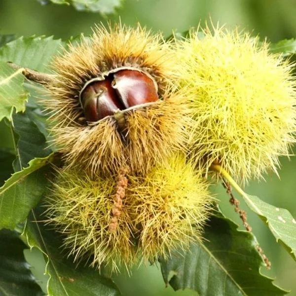 Osmanoğlu Kestane Fidanı
