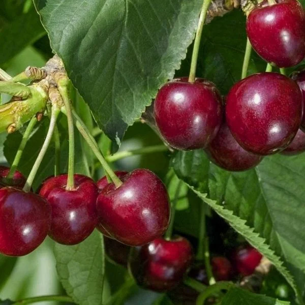 Regina Kiraz Fidanı