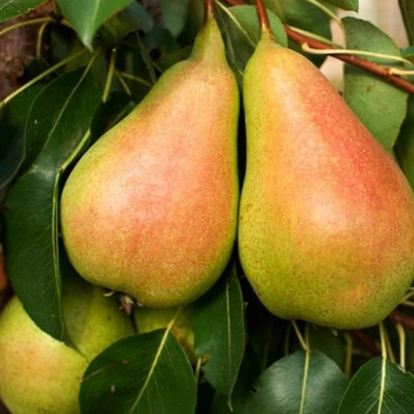 Santa Maria Armut Fidanı