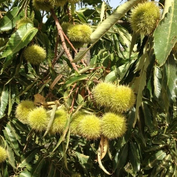 Sarı Aşılama Kestane Fidanı