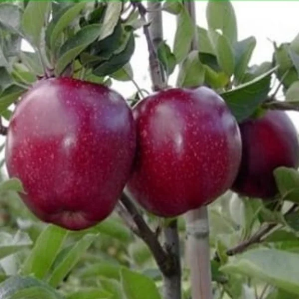 Starking Elma Fidanı