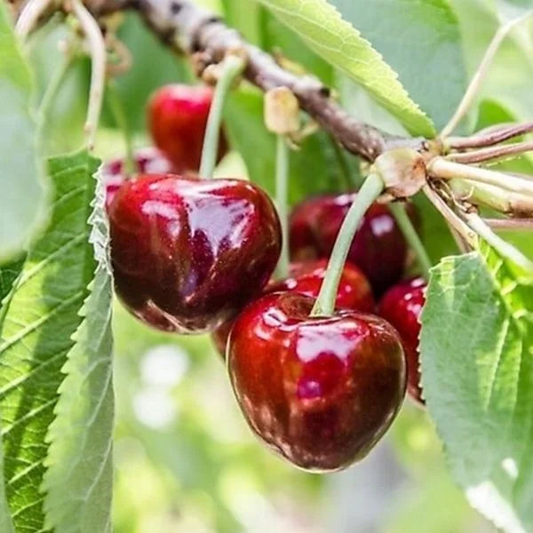 Stella Kiraz Fidanı